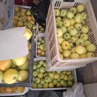 سیب زشک