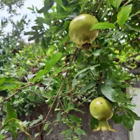 اجاره-خانه-ویلایی