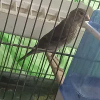 سهره جوجه سینه سرخ قناری نر صدرصد