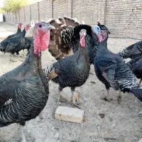 بوقلمون بالغ برنزه|حیوانات مزرعه|ورامین, ورامین|دیوار