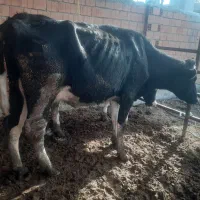 فروش گاو شکم اول|حیوانات مزرعه|سیمین شهر, |دیوار