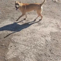 سگ سرابی ۲ساله|سگ|هشترود, |دیوار