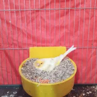 قناری ماده درجه یک مست