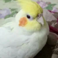 گمشده