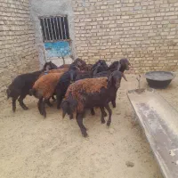 دوستان ۵تاشیشک ماده وبره نرفروشی