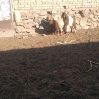 ۳ تا بزغاله نر چاق فروشی گوسفند.میش.بز.بزغاله|حیوانات مزرعه|تربت‌حیدریه, پائین ولایت|دیوار