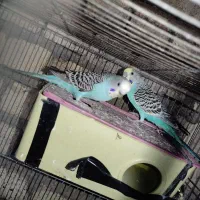 فروش مرغ عشق خش رنگ