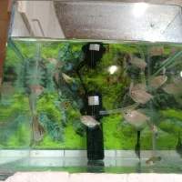 ماهی واکواریم