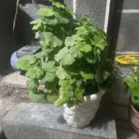 گل و گیاه طبیعی