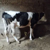 گوساله ماده سیمنتال خوش خوراک|حیوانات مزرعه|میاندوآب, |دیوار