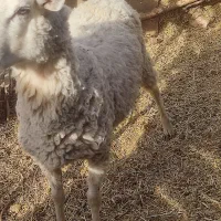 یک  عدد بره نر لاکن