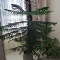 کاج مطبق|گل و گیاه طبیعی|تهران, مجیدآباد|دیوار