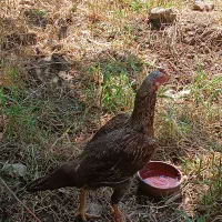 مرغ لاری نژاد دار