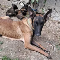 مالینویز دو ماهه سه عدد توله نر و دو عدد ماده