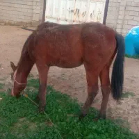 اسب یک ونیم ساله|اسب و تجهیزات اسب‌سواری|امیدیه, |دیوار