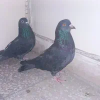 کبوتر  زاغ چشم زرد