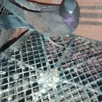 فروش ۳تا تهرانی