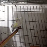 طوطی برزیلی شاه طوطی رام و سخنگو راهب گرینچیک|پرنده|شهریار, شهریار|دیوار