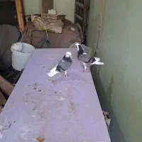 چندجفت شازده تهرانی|پرنده|بندر ماهشهر, |دیوار