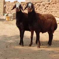 دو عدد  بره  نر