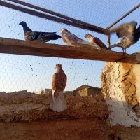 کبوتر گرفتنی|پرنده|قم, گلزار|دیوار