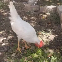 جوجه خروس