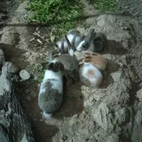 خرگوش