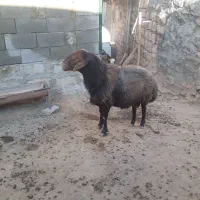 فروش فوری قوچ