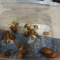 ۲۰عدد حلزون