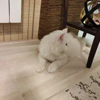 بچه گربه پرشین