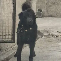سگ نگهبان