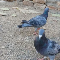 جفت کبوتر نر ماده|پرنده|زابل, |دیوار