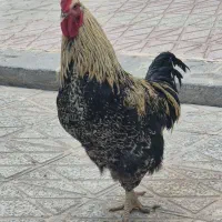 دو عدد خروس زیبا، هیکلی ومرغ جمع کن ویک مرغ بلک کپ|حیوانات مزرعه|فولادشهر, B1|دیوار