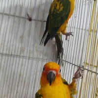 جفت خورشیدی|پرنده|ساری, |دیوار