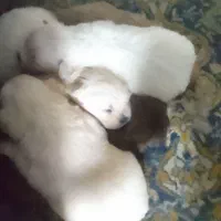 ۵تاتوله اشپتز.یه مادریه جایی میدم