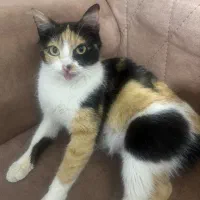 واگذاری گربه