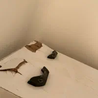 قفسه|کتابخانه، شلف، قفسههای دیواری|ایلام, |دیوار