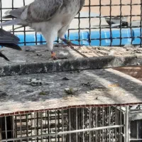 کفتر گرفتنی