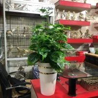 گل کنار سالنی مصنوعی