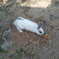 فروش فوری خرگوش|موش و خرگوش|خان ببین, |دیوار