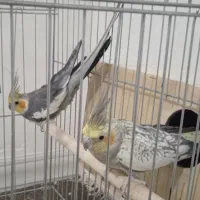 حراج دو جفت عروس هلندی  همراه دو عدد قفس و وسایل