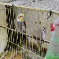 عروس هلندی|پرنده|طرقبه, |دیوار