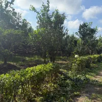 فروش باغ ویلا زیبا در تنکابن ،سند ششدانگ،|فروش خانه و ویلا|تنکابن, |دیوار