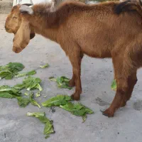 چهار عدد بز|حیوانات مزرعه|اهواز, کوی علوی|دیوار