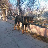 سگ نگهبان|سگ|شهریار, دهشاد پائین|دیوار