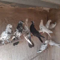 کبوترگرفتنی|پرنده|قم, کیوانفر|دیوار