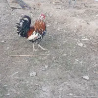 تخم مرغ نطفه دار|حیوانات مزرعه|اردبیل, |دیوار