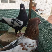 کبوتر سینه ای و مخمل