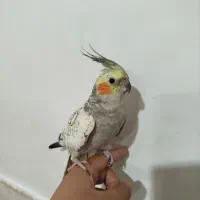 عروس هلندی مرواریدی