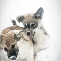 واگذاری توله دورگ|سگ|مریوان, |دیوار